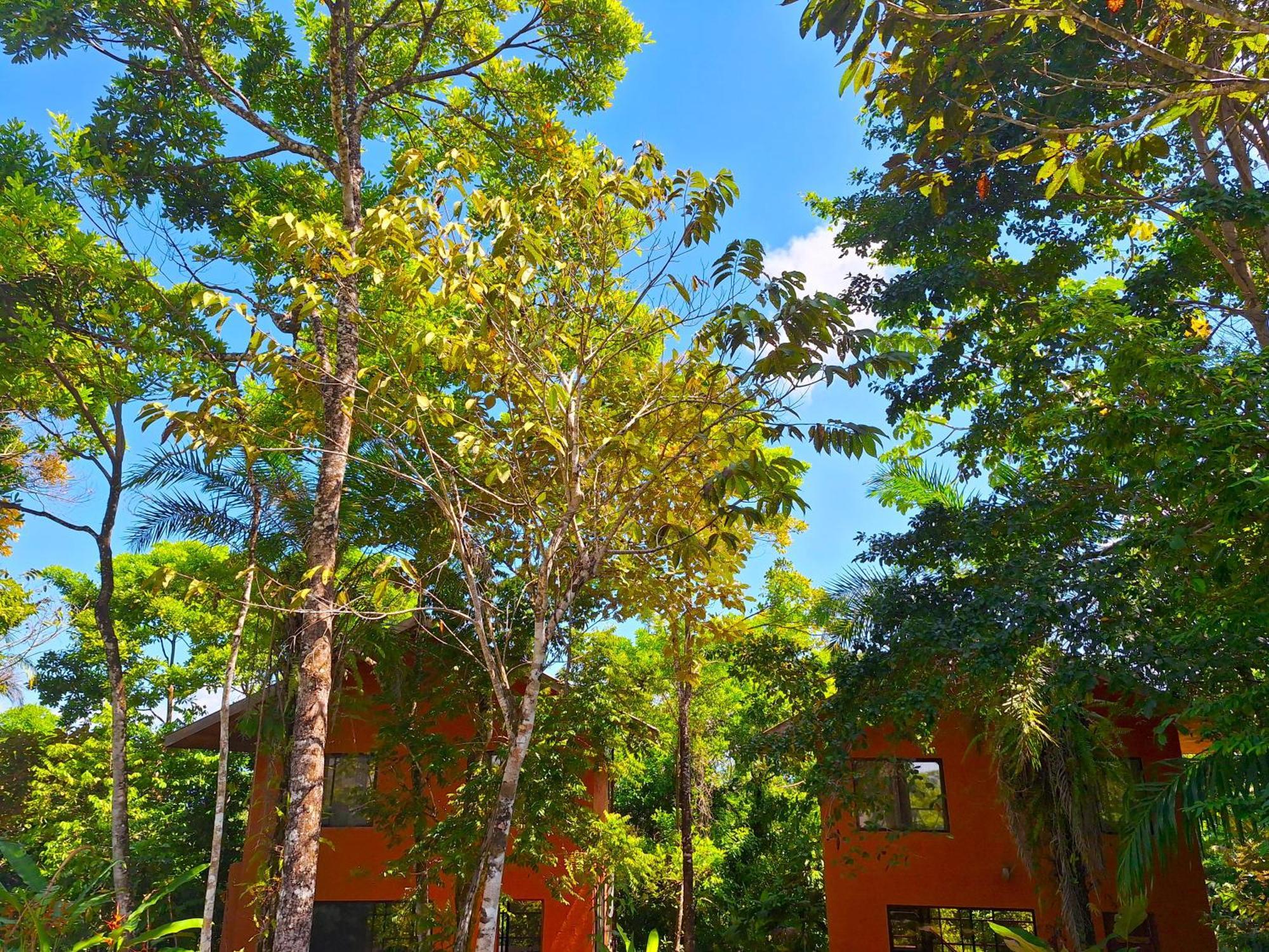 Corcovado Private Villas - Corcovado Private Reserve Puerto Jimenez Exterior photo