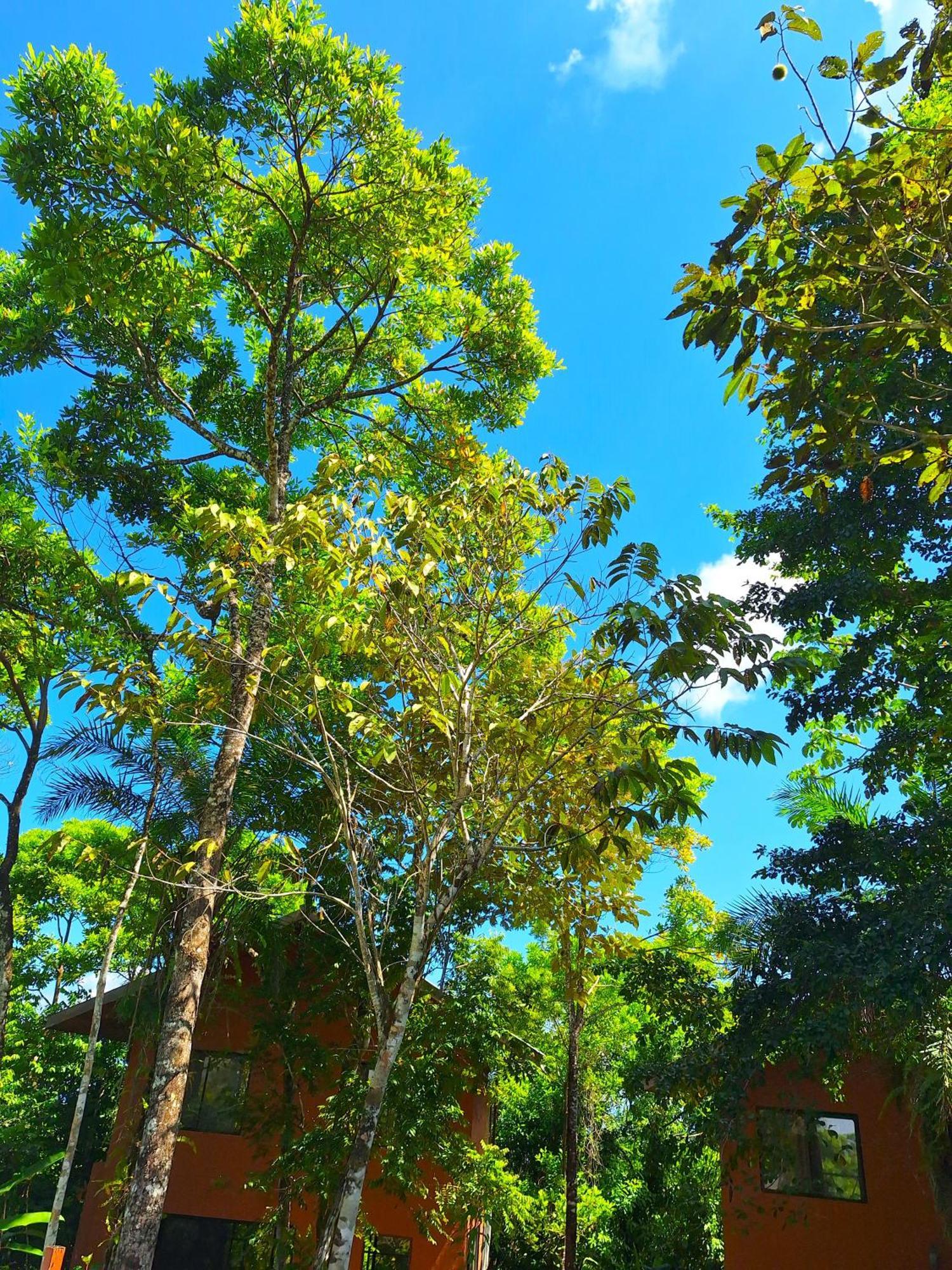 Corcovado Private Villas - Corcovado Private Reserve Puerto Jimenez Exterior photo